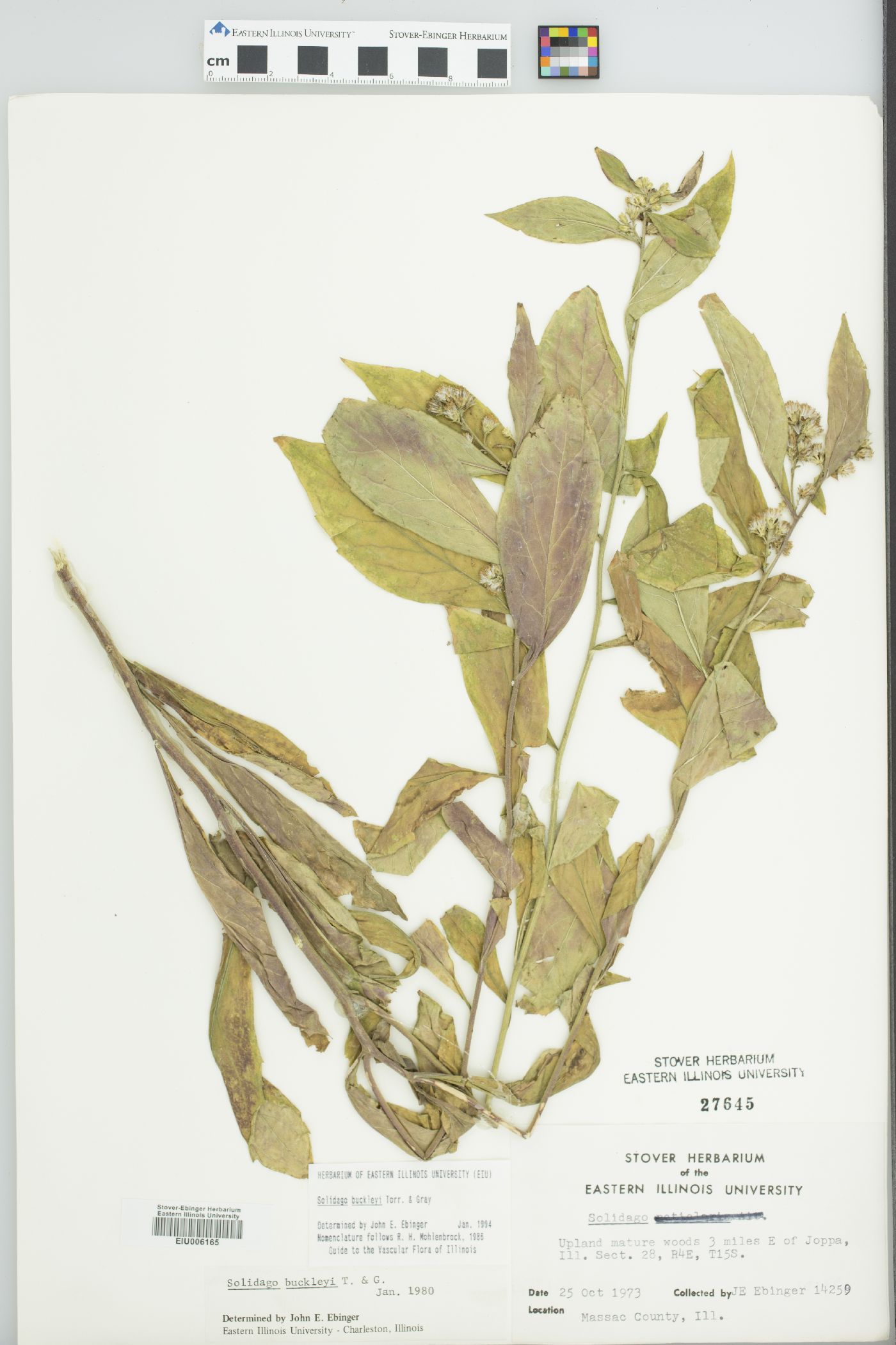 Solidago buckleyi image