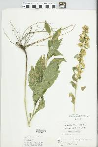 Solidago hispida image