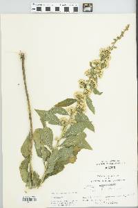 Solidago hispida image