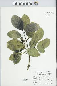 Coprosma grandifolia image