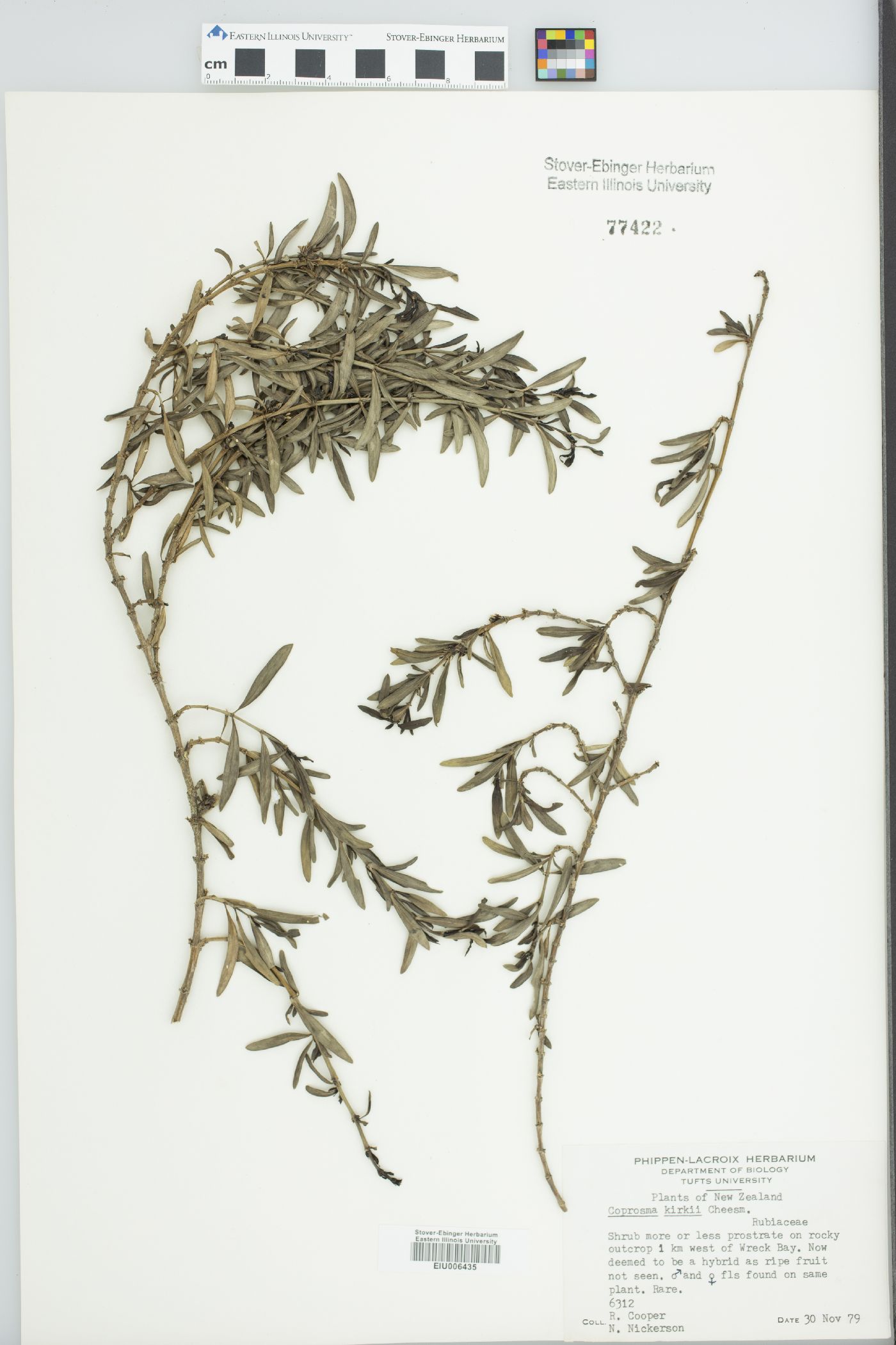 Coprosma kirkii image
