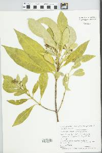 Coprosma lucida image