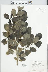 Coprosma robusta image