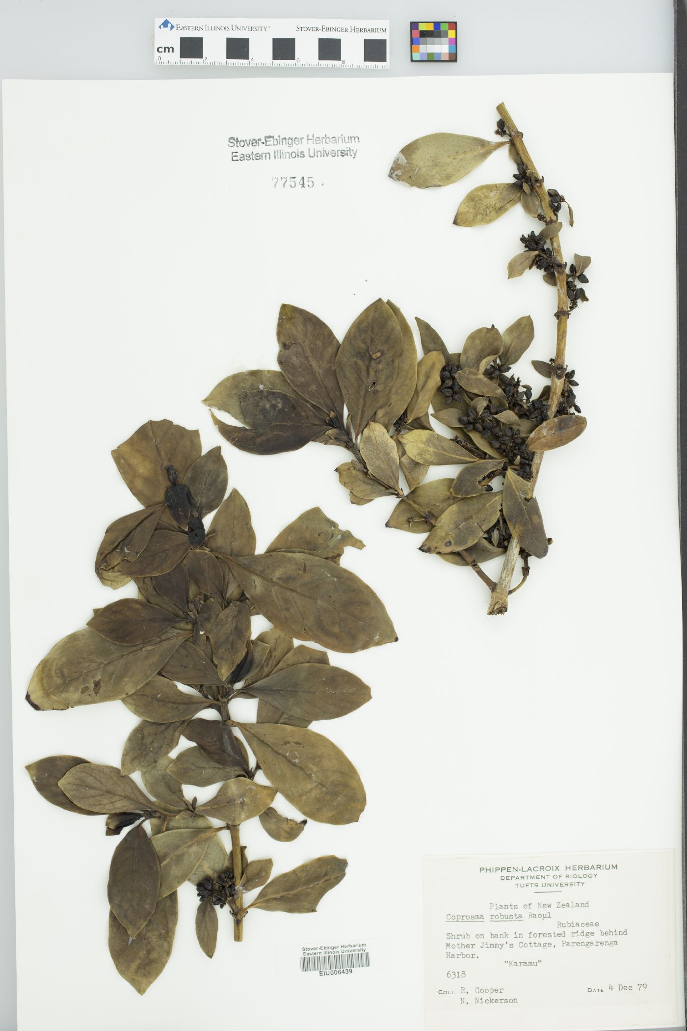 Coprosma robusta image