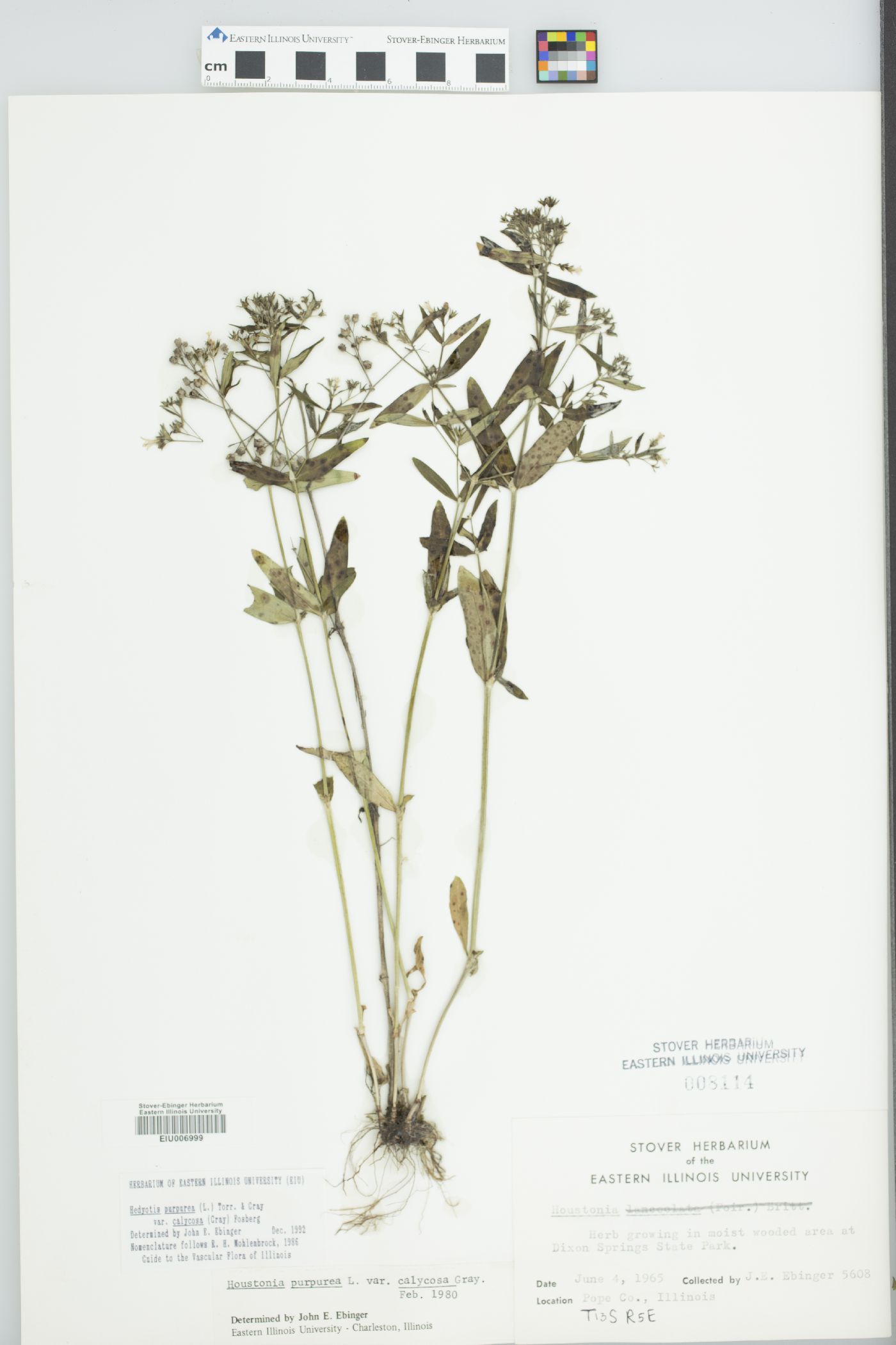 Hedyotis purpurea var. calycosa image