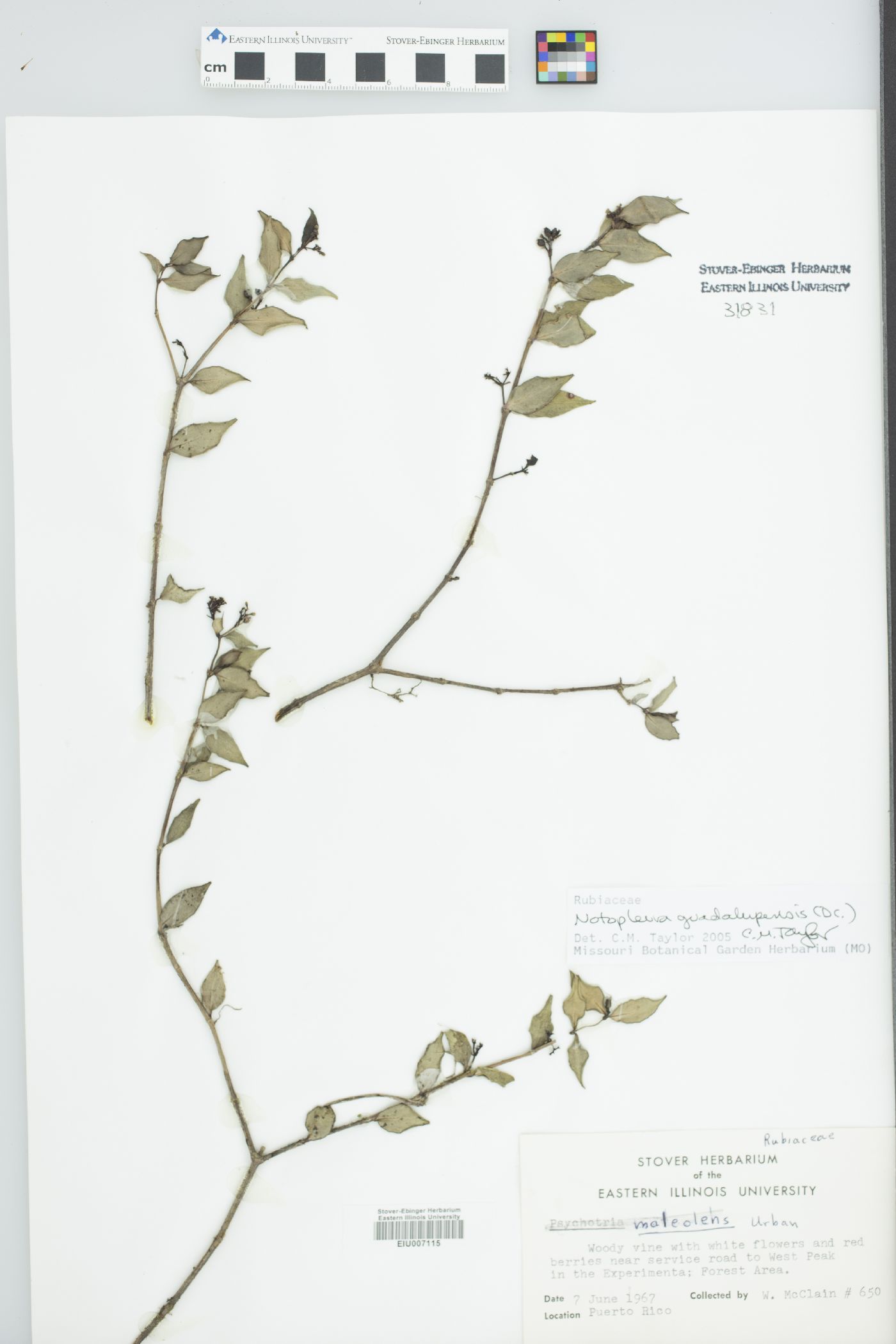 Psychotria maleolens image