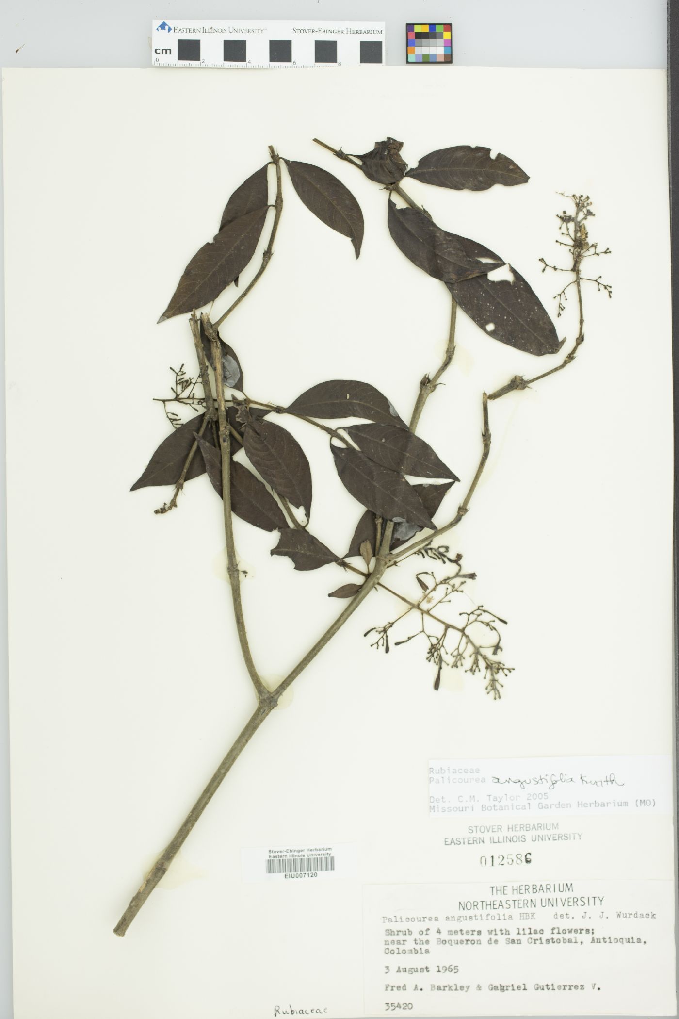 Palicourea angustifolia image