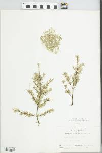 Tsuga canadensis image