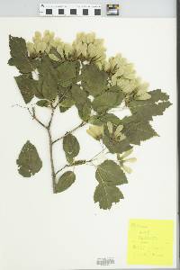 Acer ginnala image