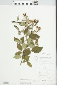 Rosa setigera image