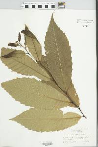 Castanea dentata image