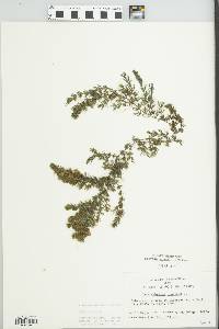 Ceratophyllum demersum image