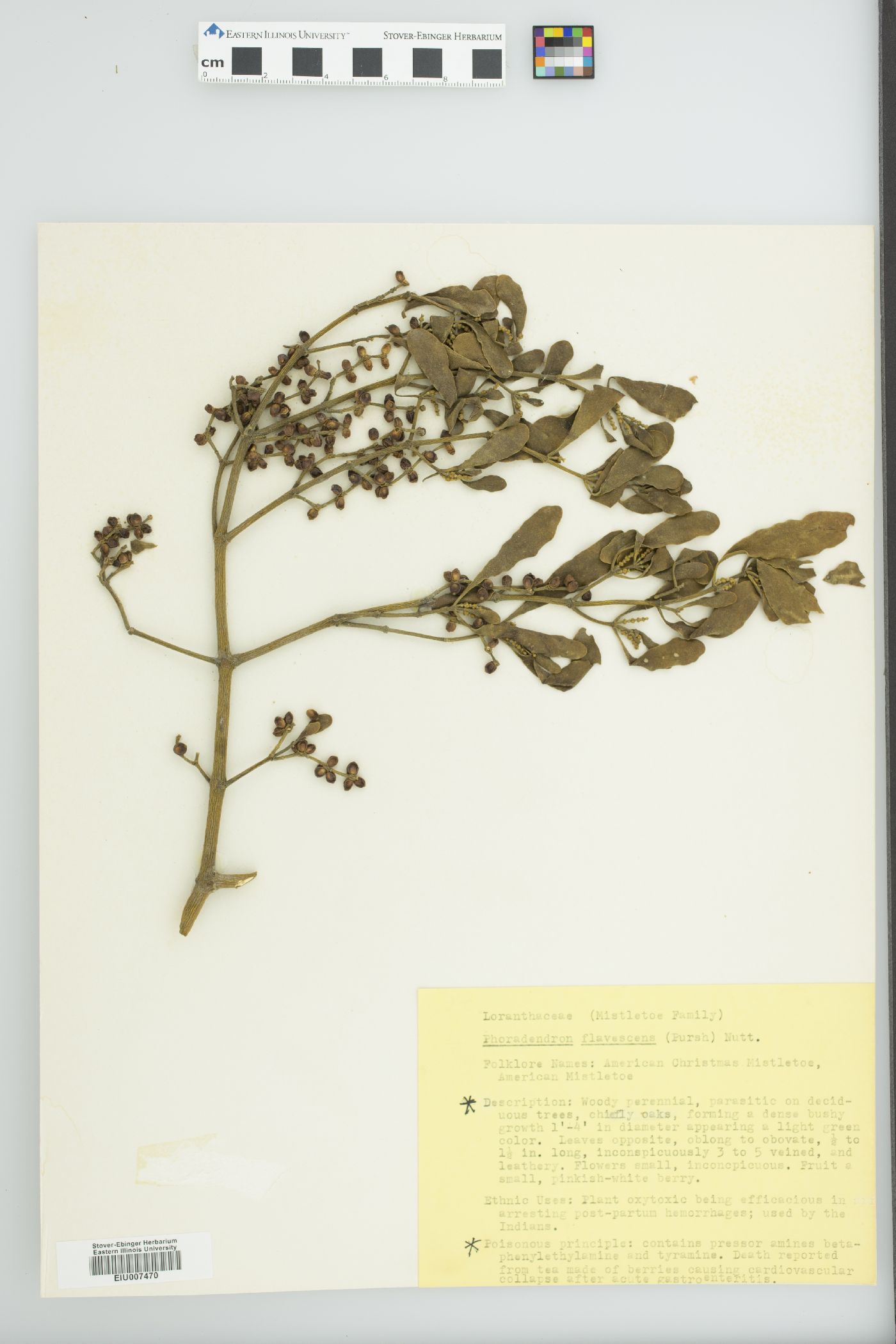 Phoradendron leucarpum subsp. leucarpum image