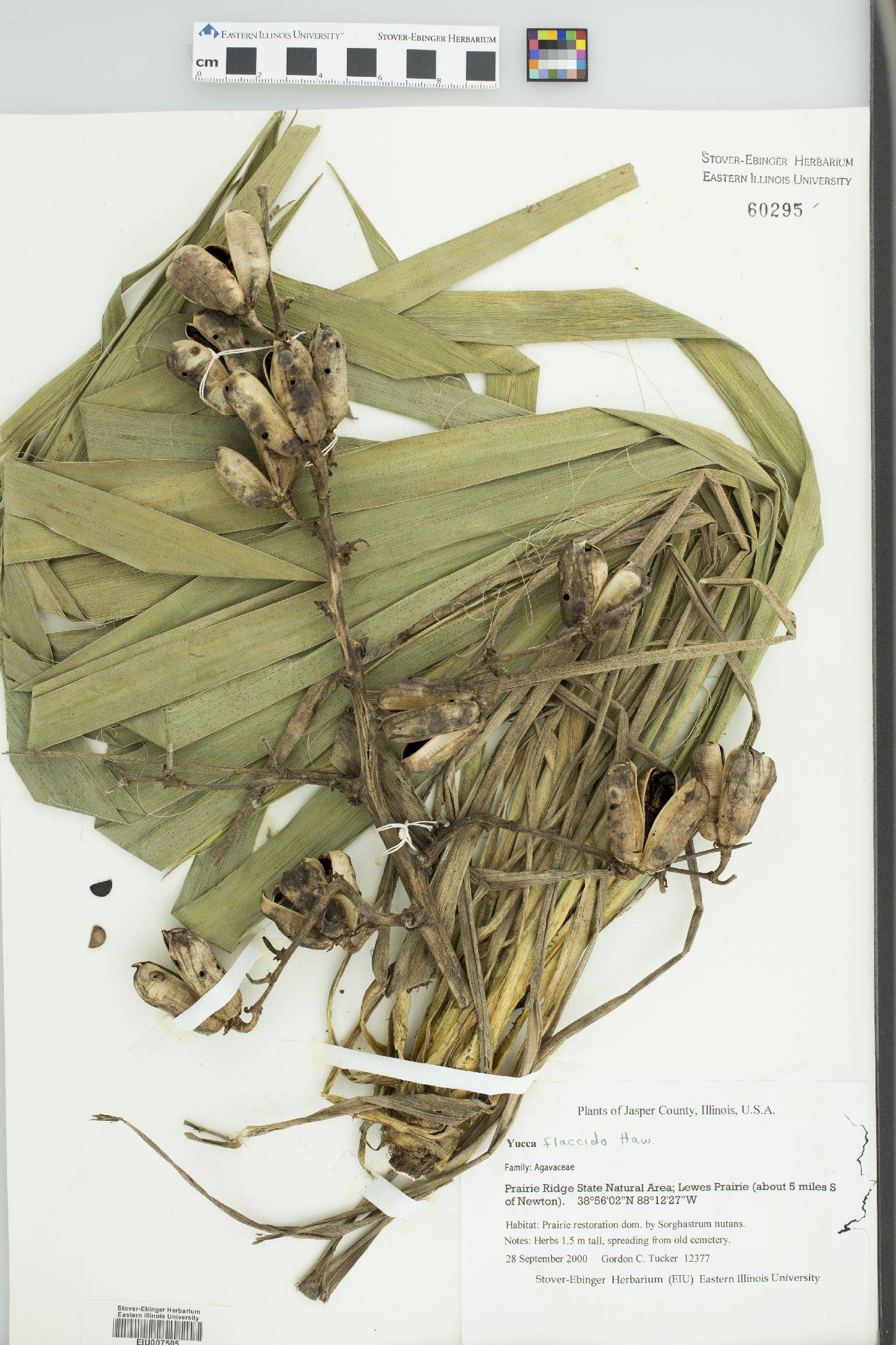 Yucca flaccida image