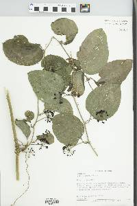 Smilax tamnoides image