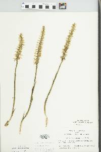 Spiranthes cernua image