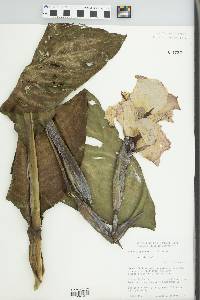 Canna generalis image