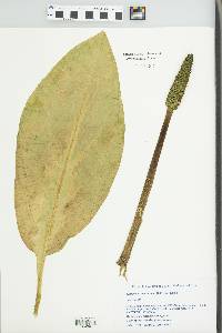 Lysichitum americanum image