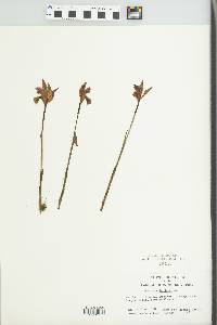 Arethusa bulbosa image