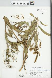 Rumex verticillatus image