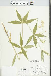 Silene stellata image