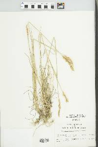 Agropyron cristatum image