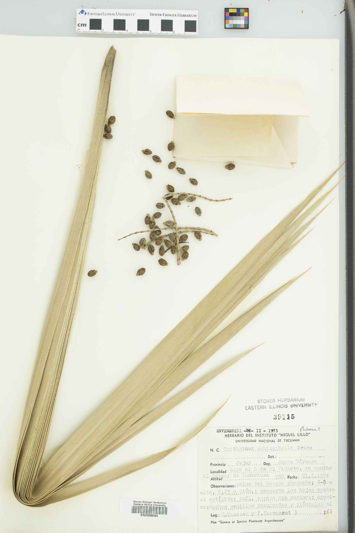 Trithrinax schizophylla image