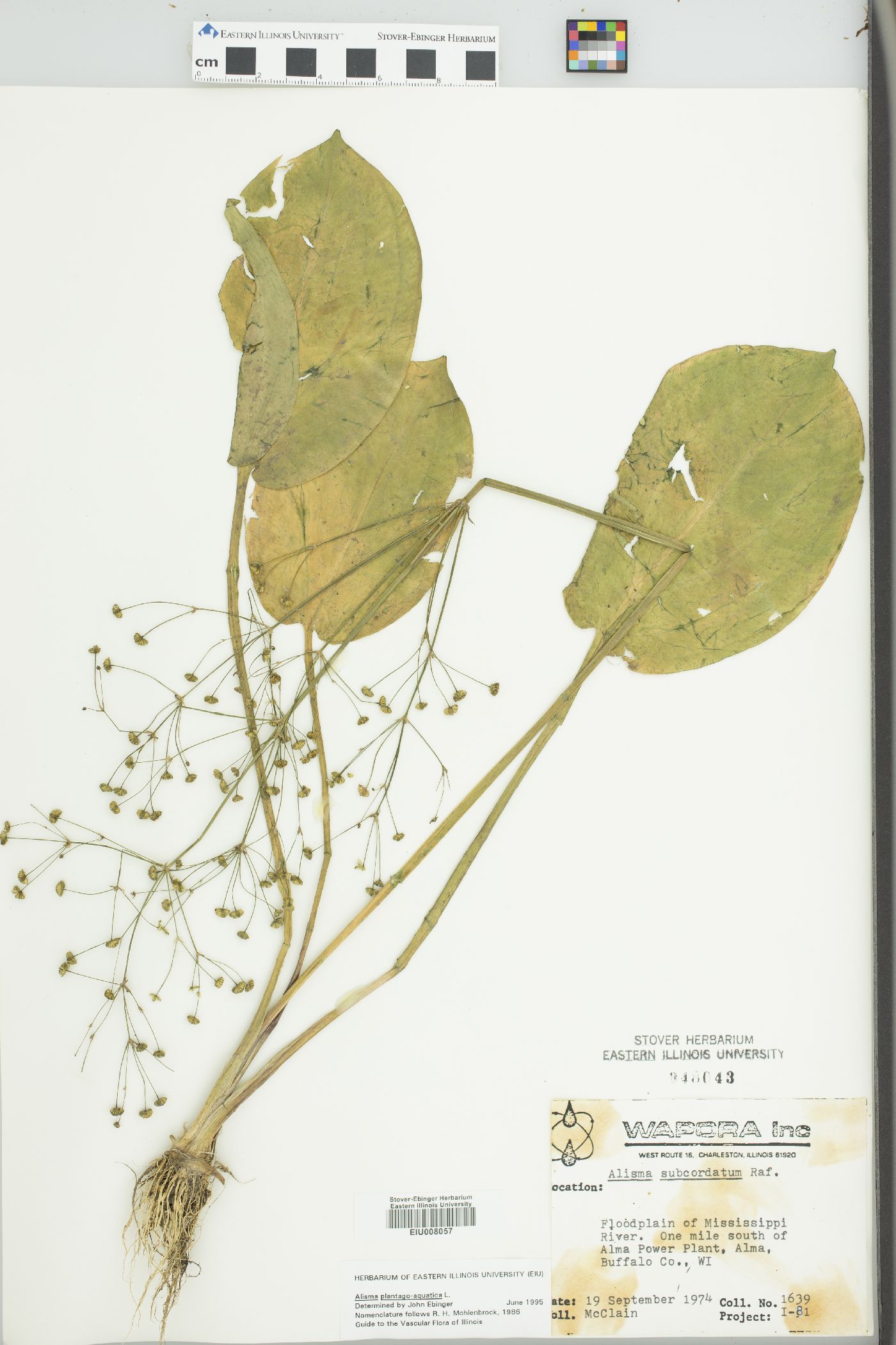 Alisma plantago-aquatica image