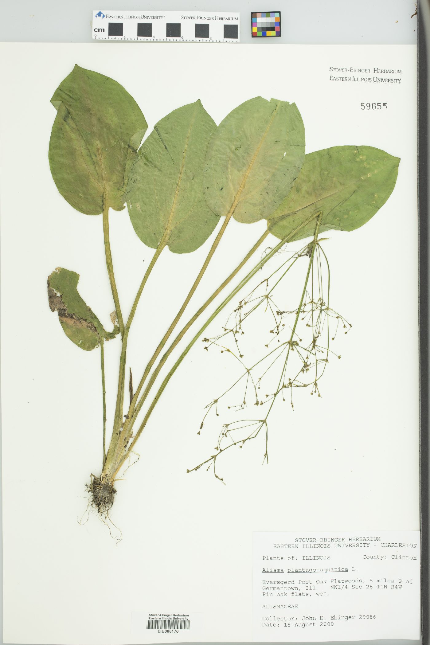 Alisma plantago-aquatica image