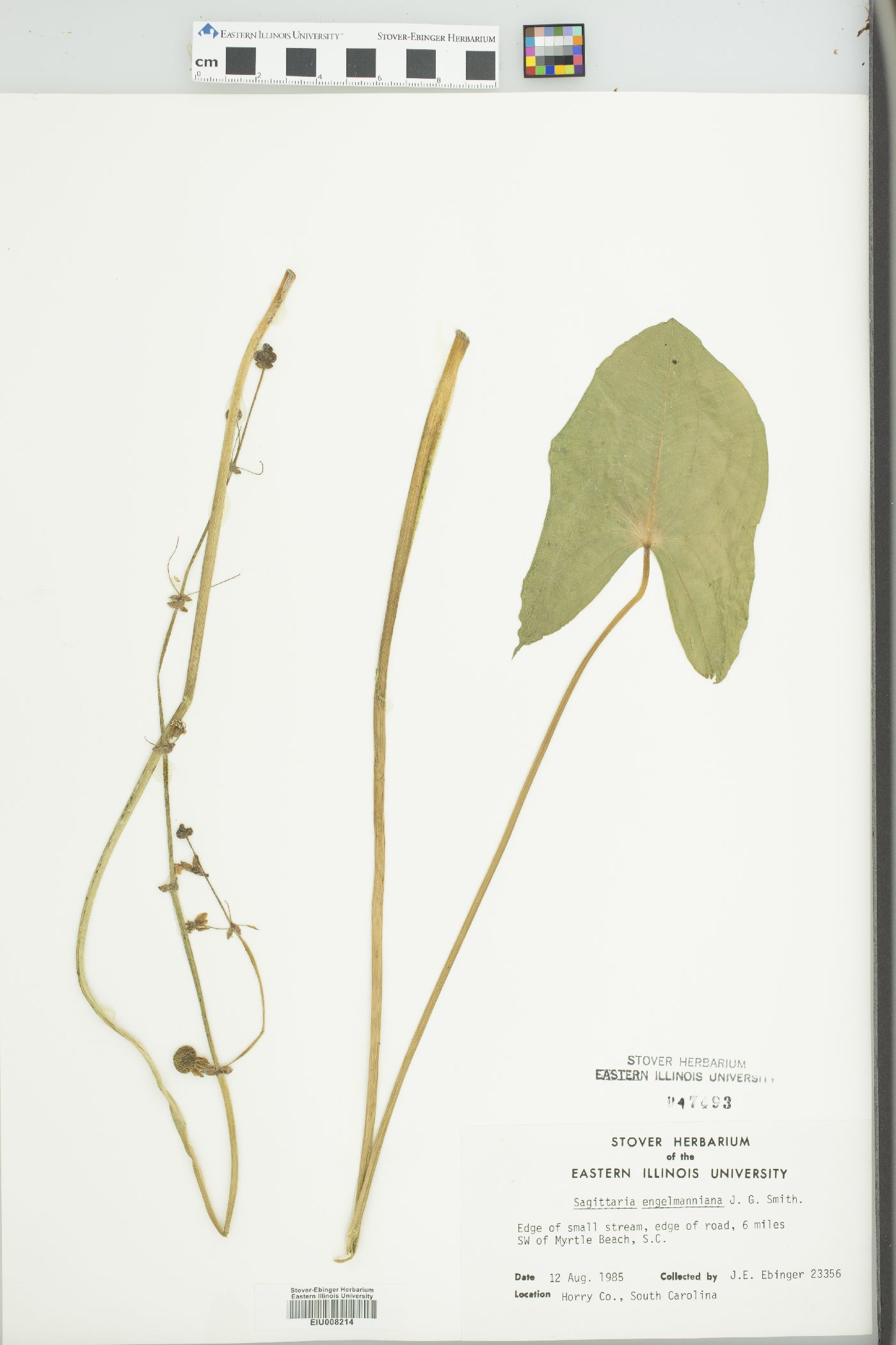 Sagittaria engelmanniana image