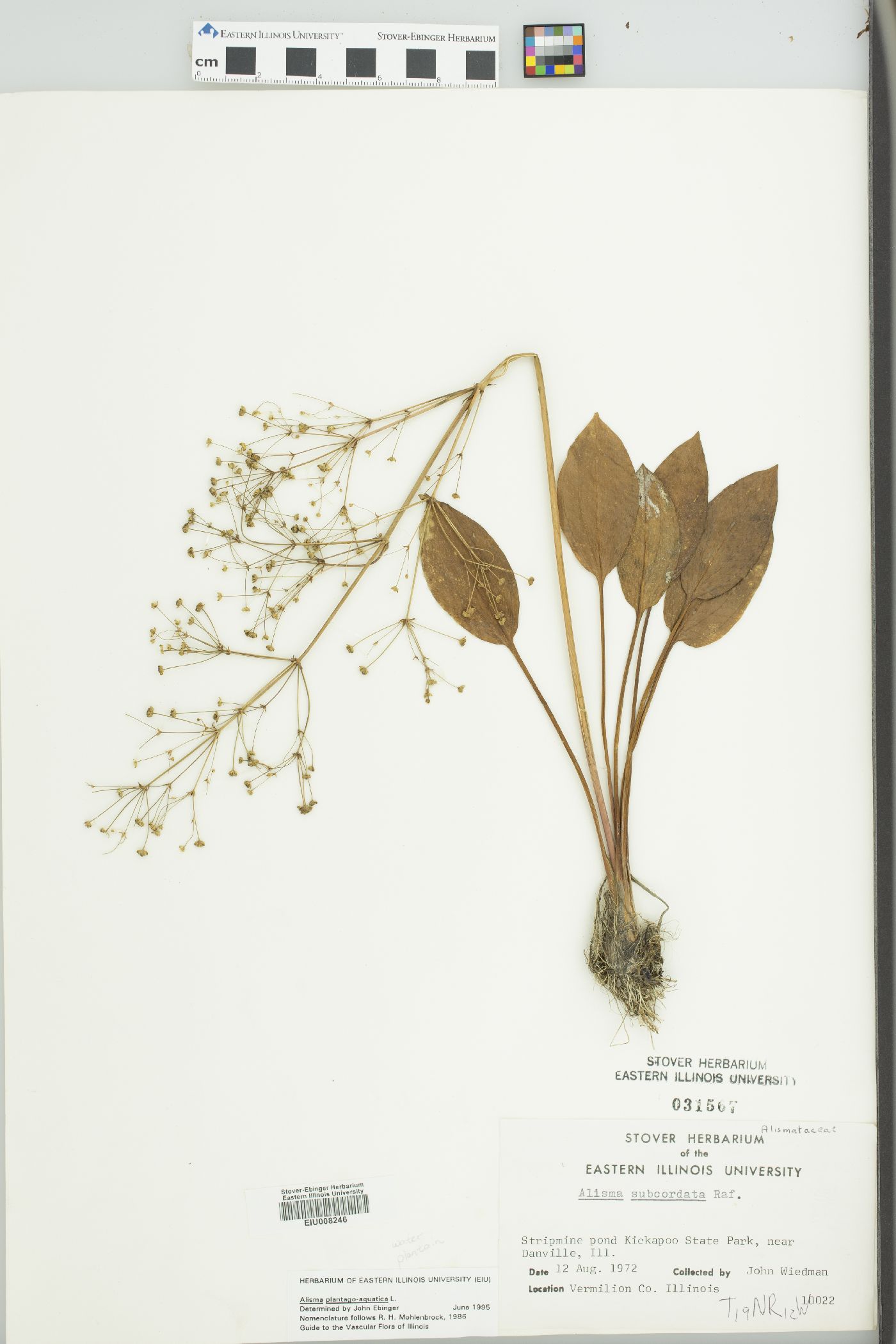 Alisma plantago-aquatica image