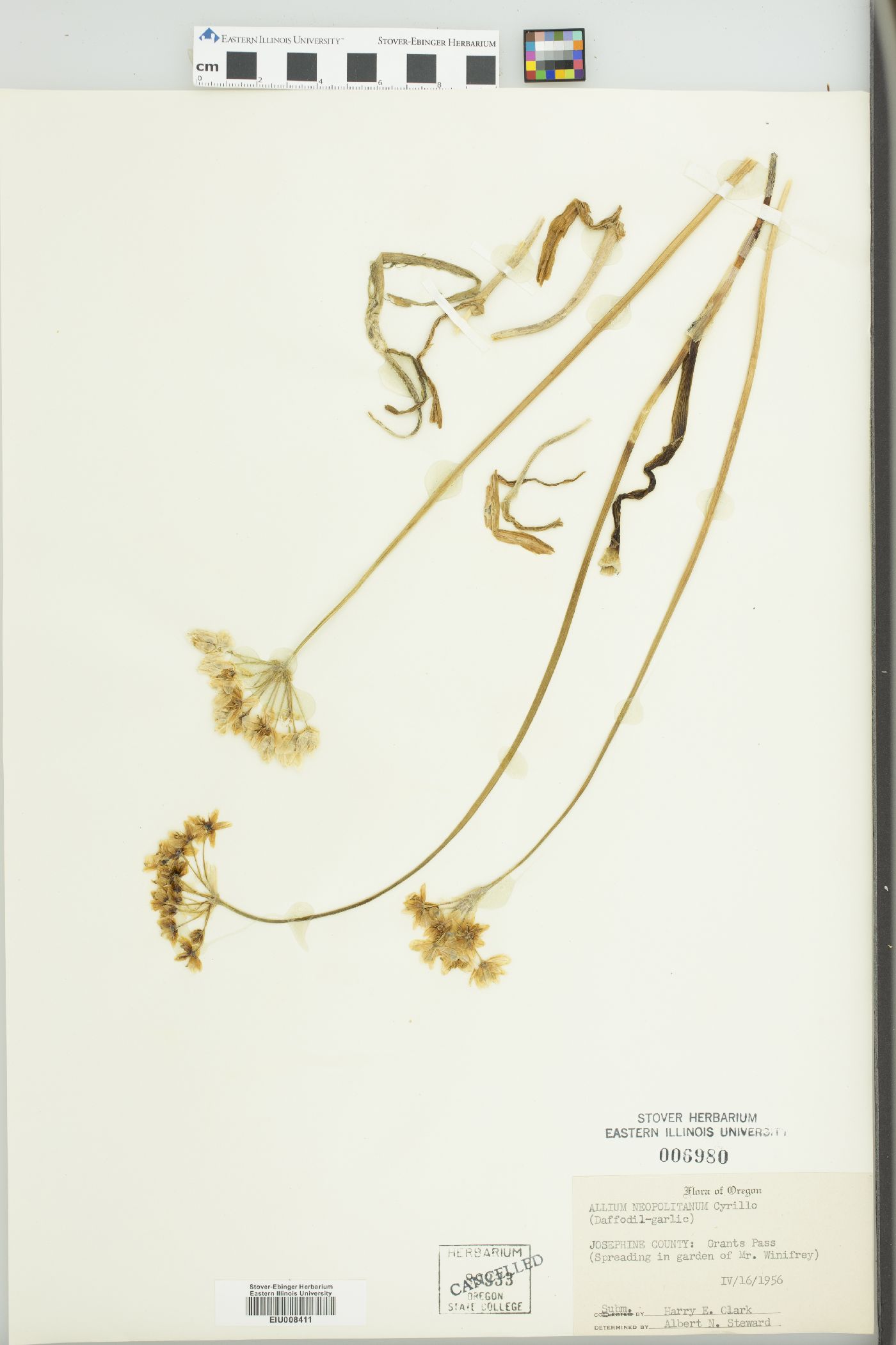 Allium neopolitanum image