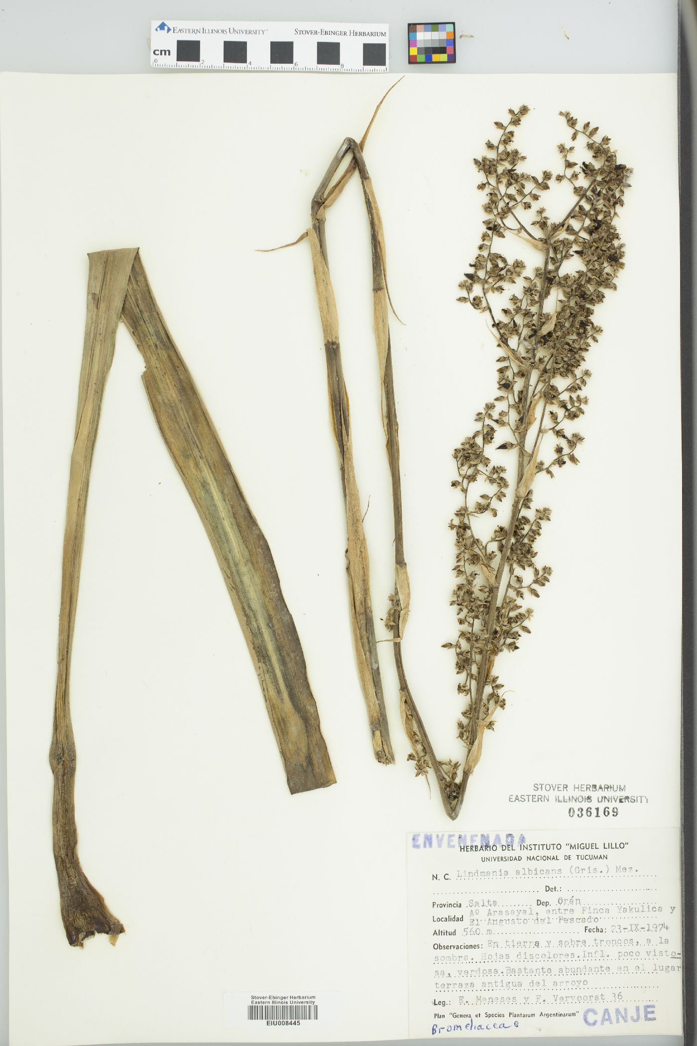 Lindmania albicans image