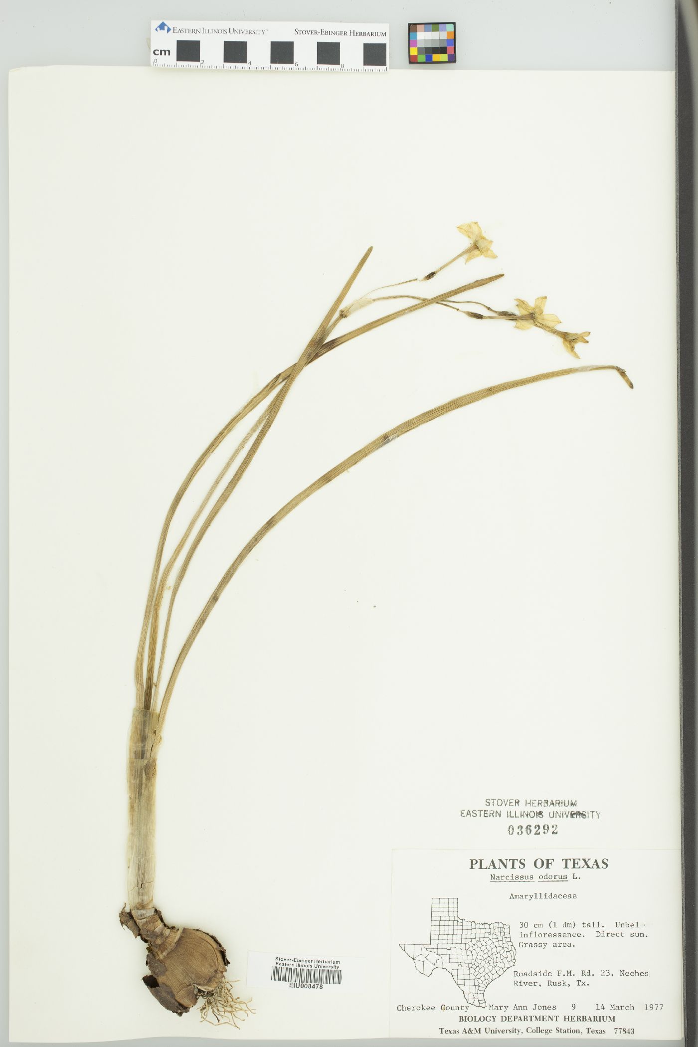 Narcissus x odorus image