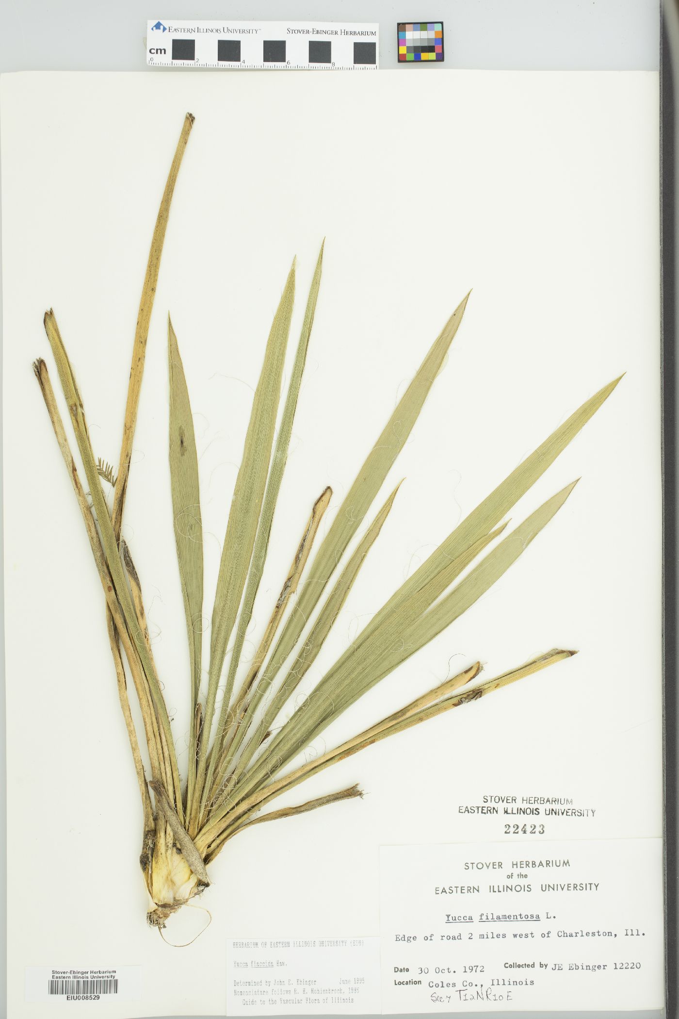 Yucca flaccida image