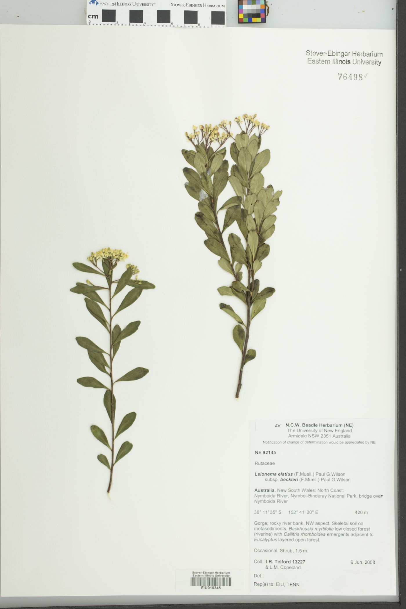 Leionema elatius subsp. beckleri image