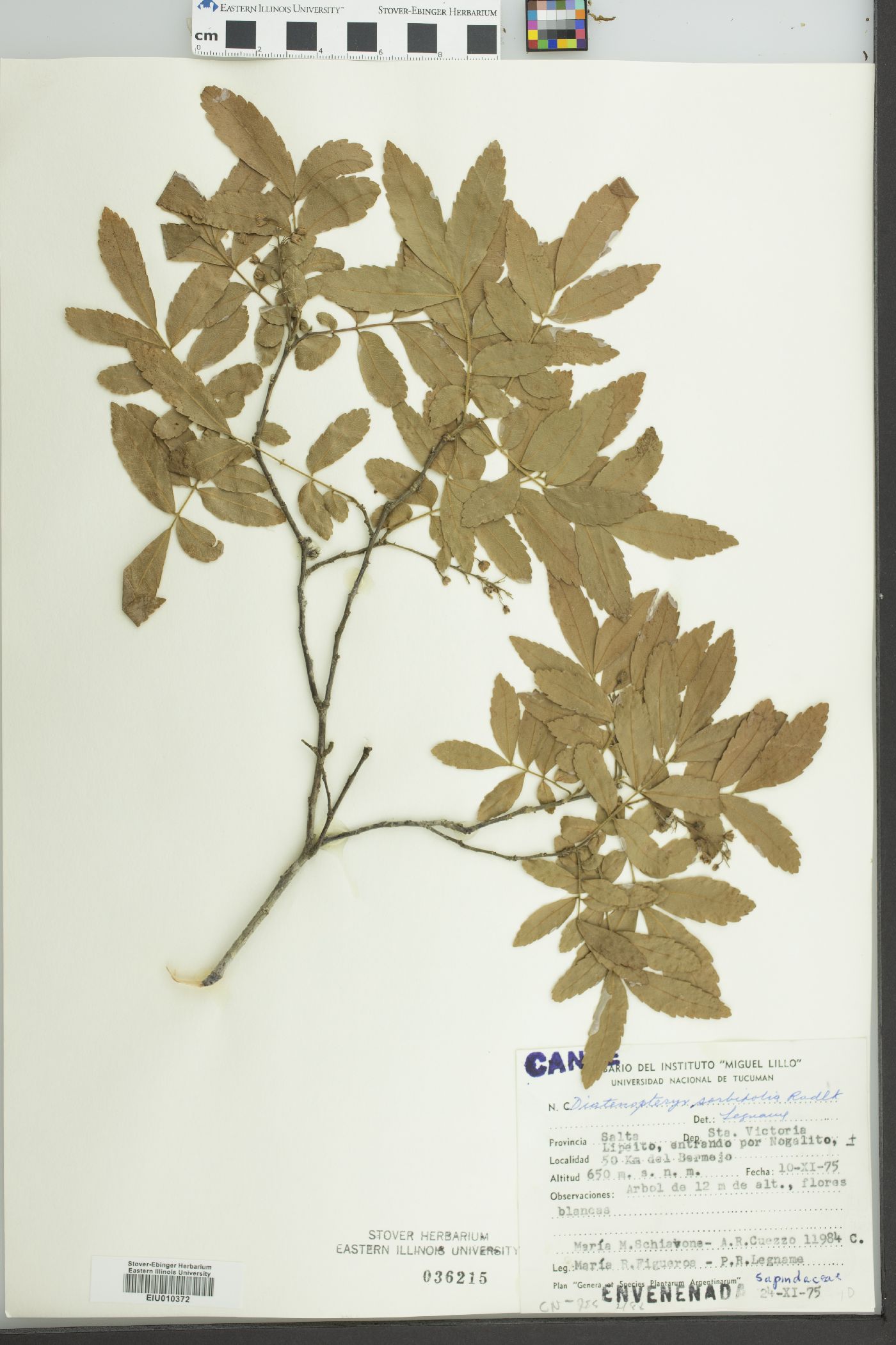 Diatenopteryx sorbifolia image