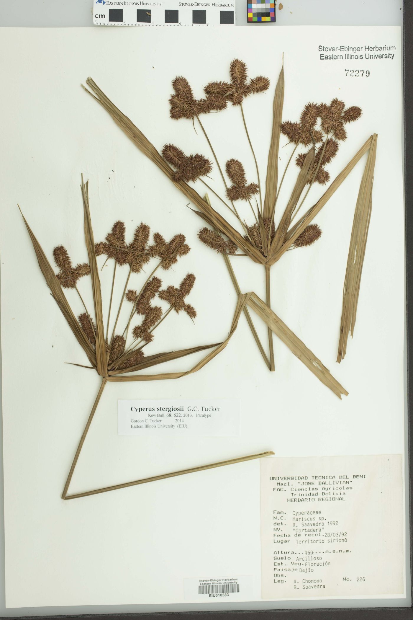 Cyperus stergiosii image