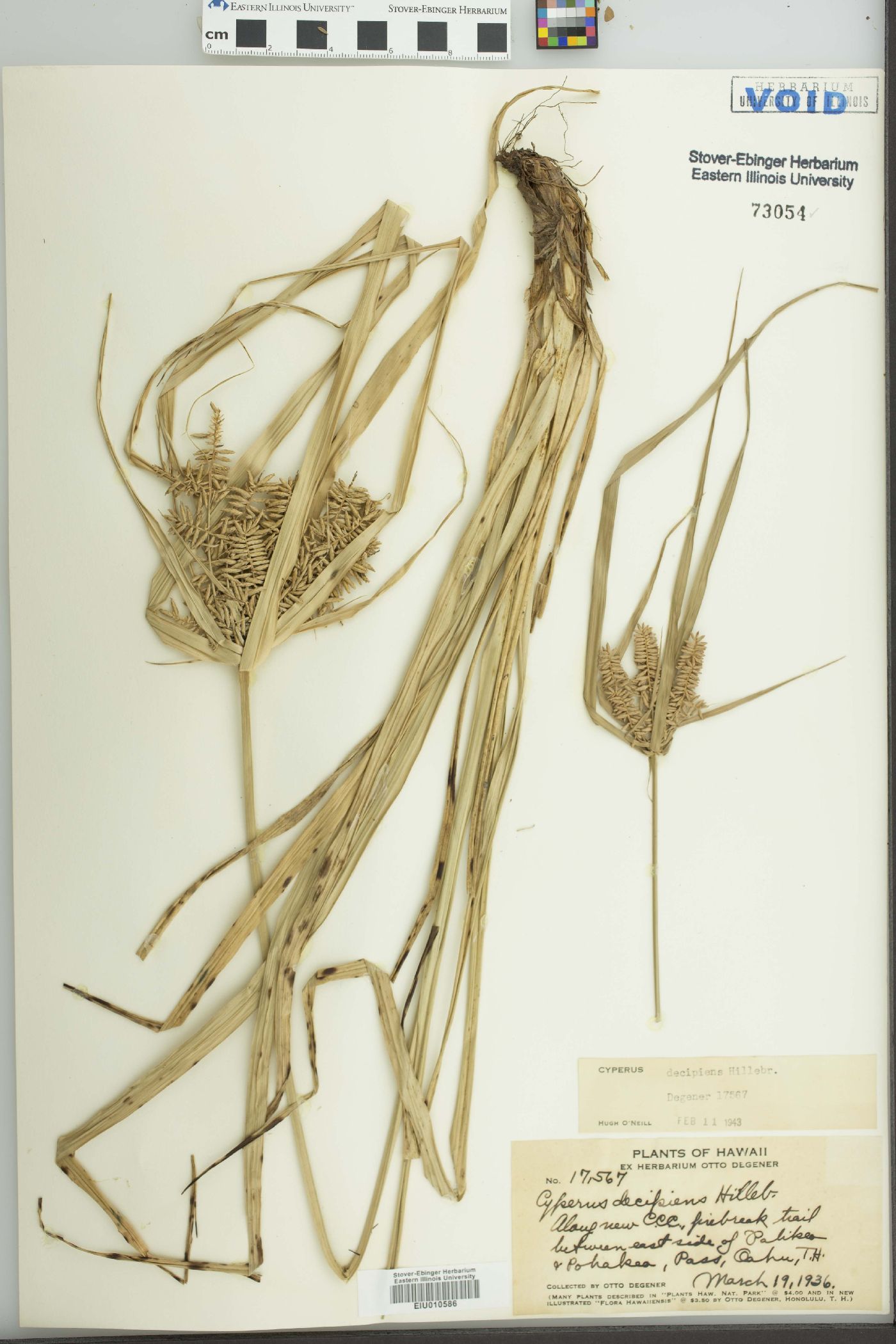 Cyperus decipiens image