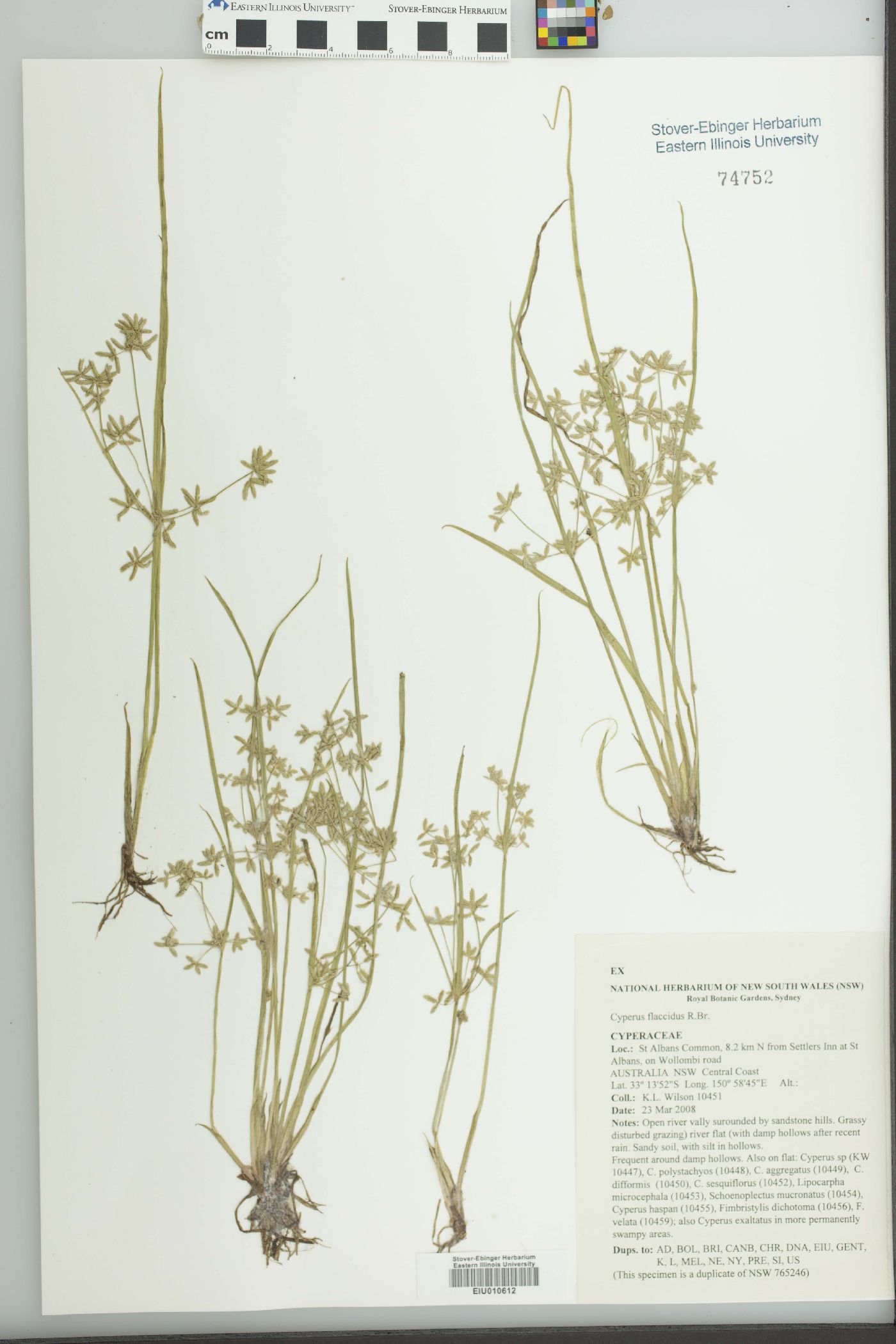 Cyperus flaccidus image