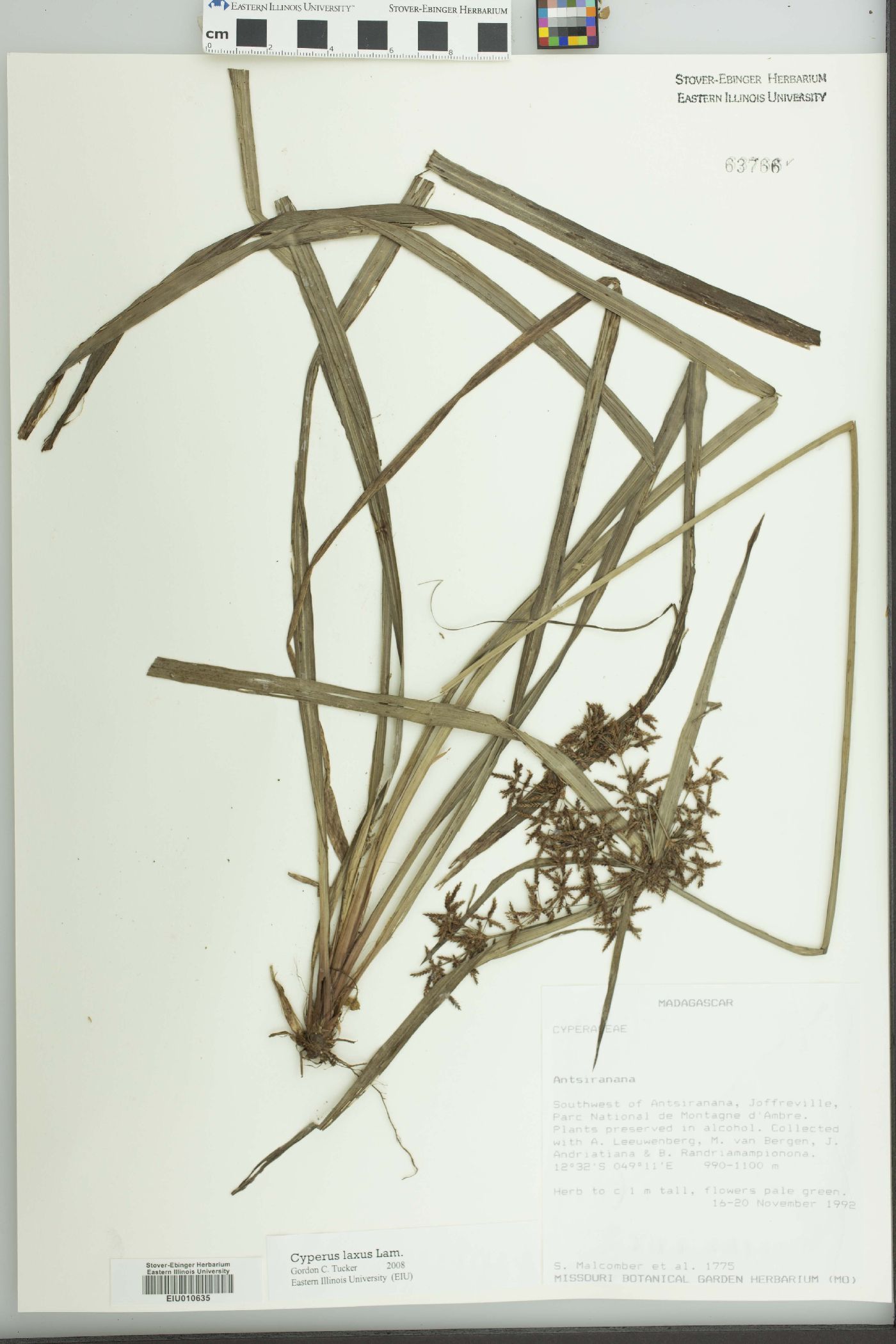 Cyperus glaucophyllus image