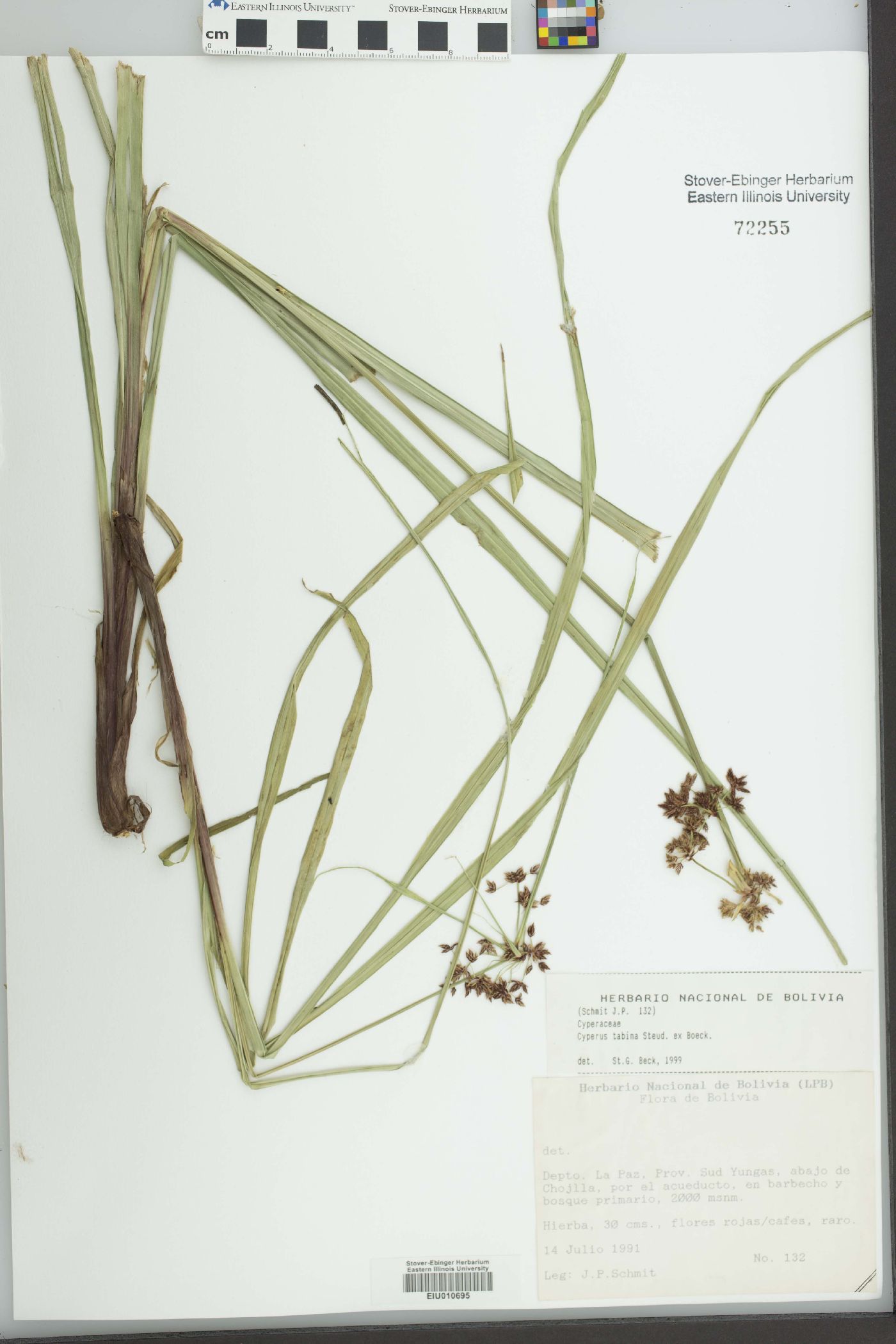 Cyperus tabina image