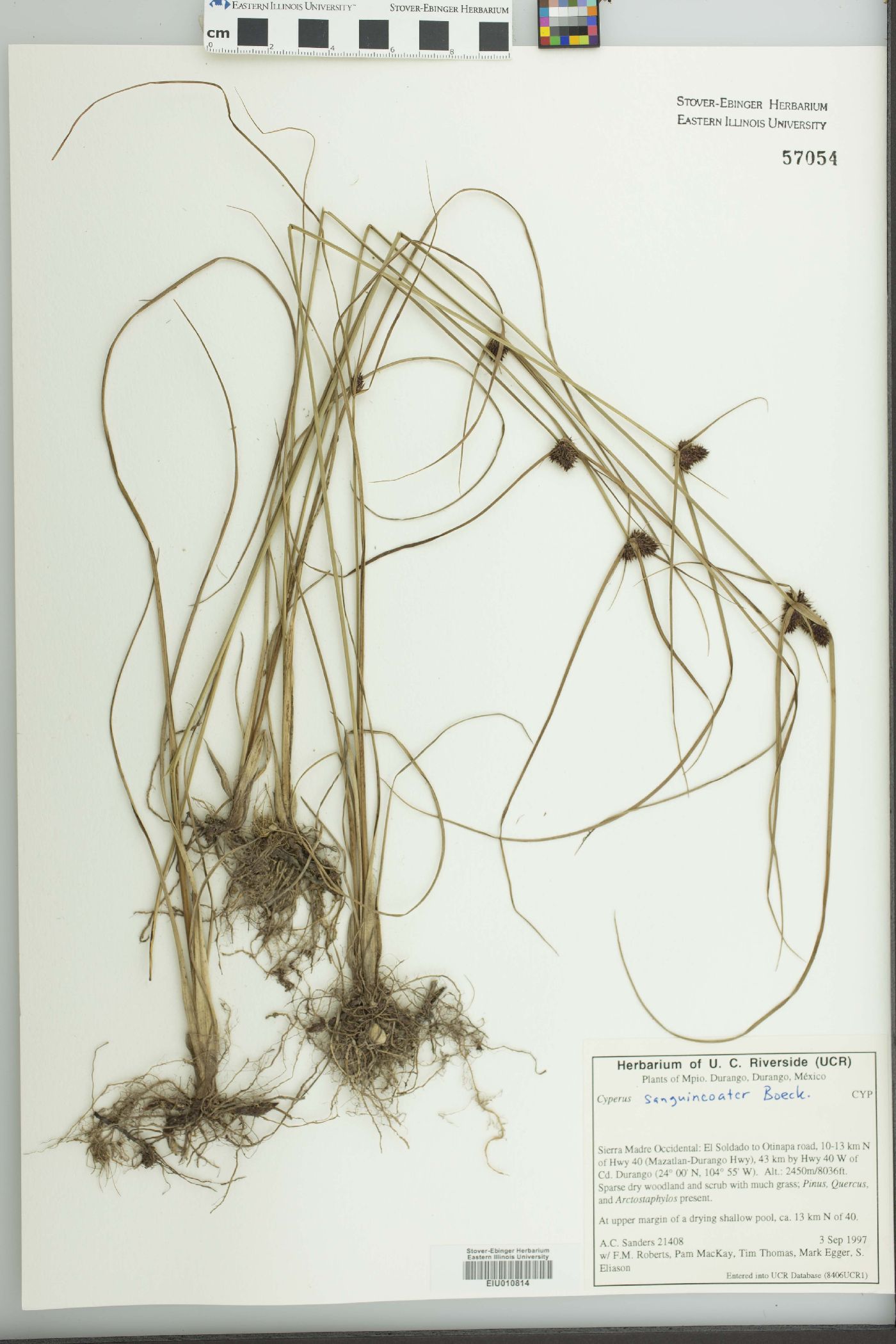 Cyperus sanguineo-ater image