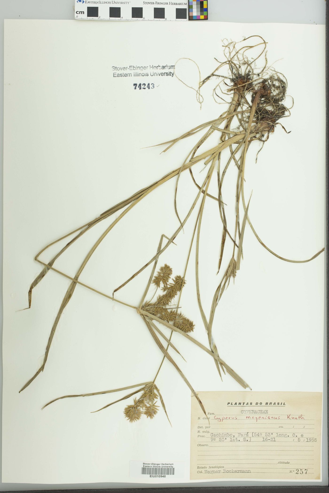 Cyperus megalanthus image