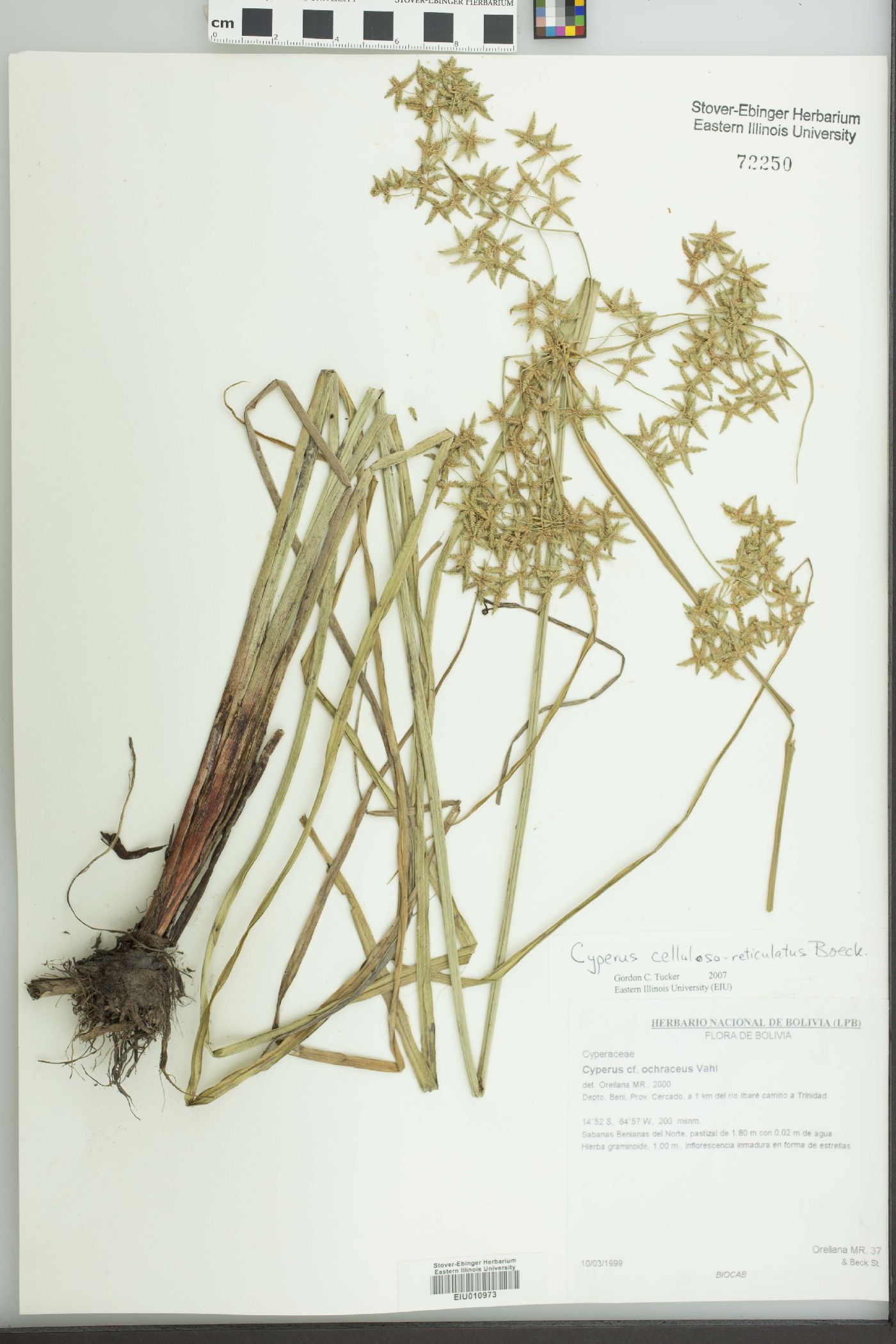 Cyperus celluloso-reticulatus image