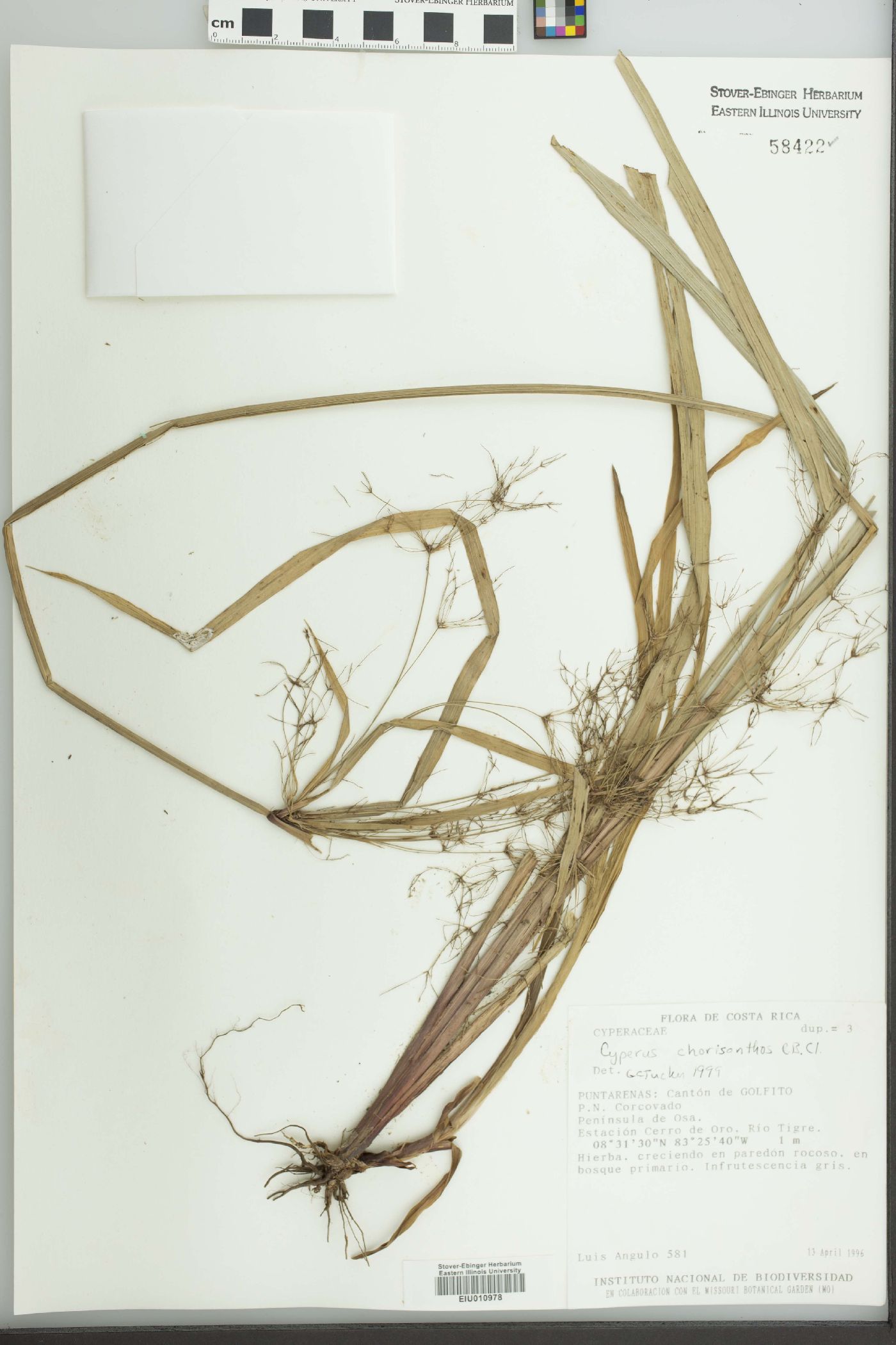 Cyperus chorisanthos image