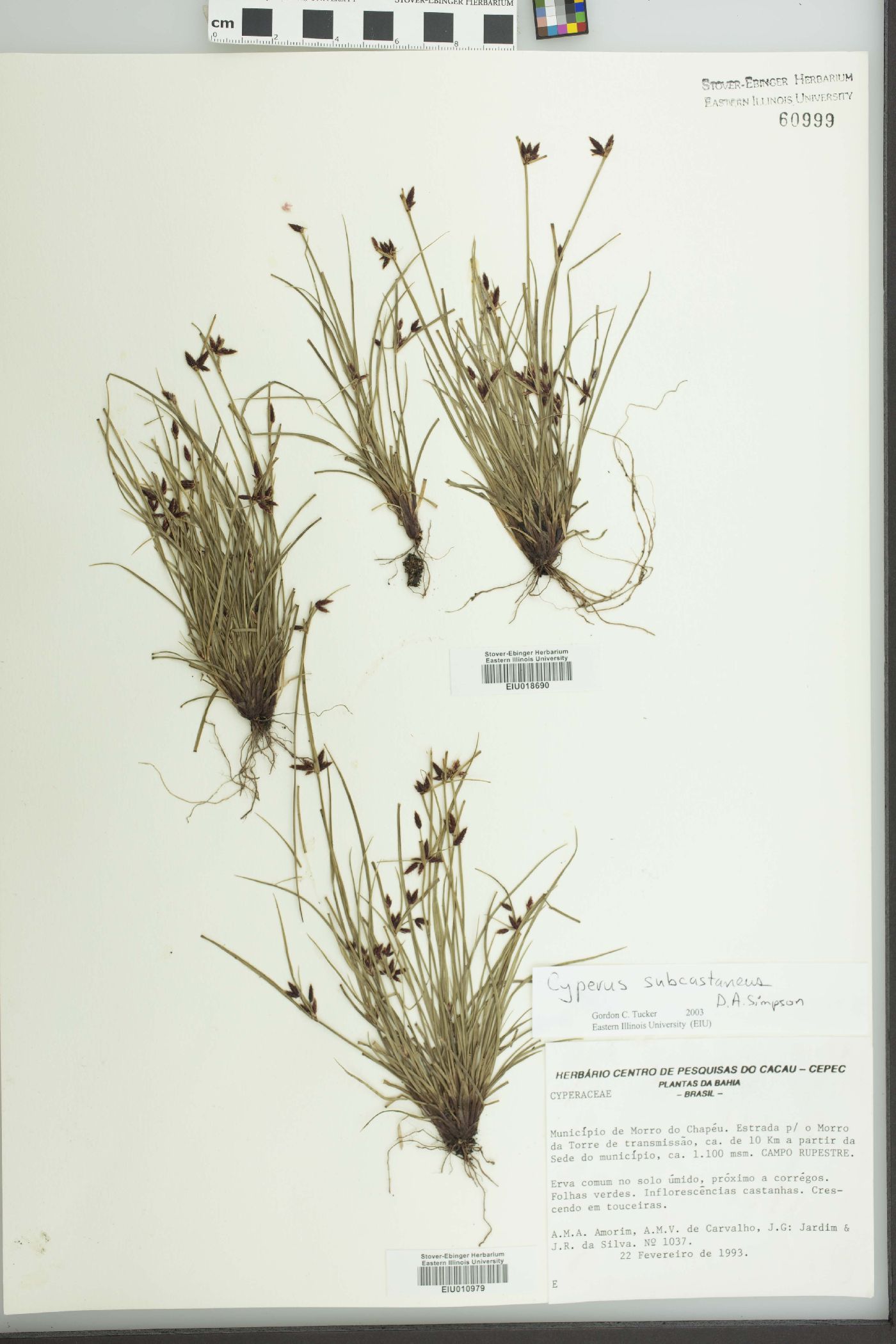 Cyperus subcastaneus image