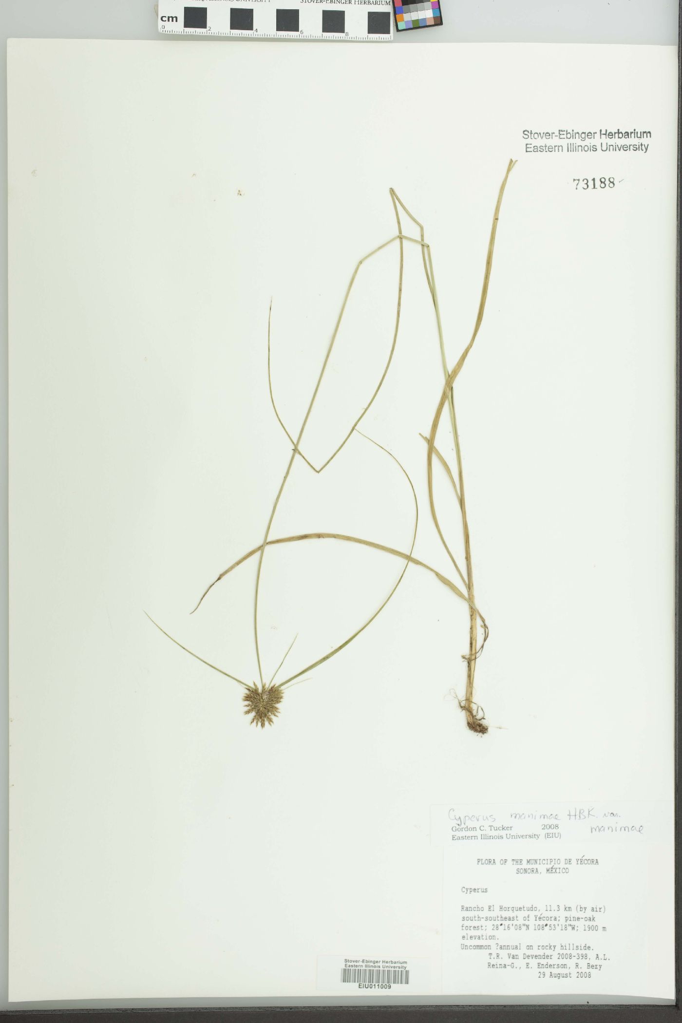 Cyperus manimae var. manimae image