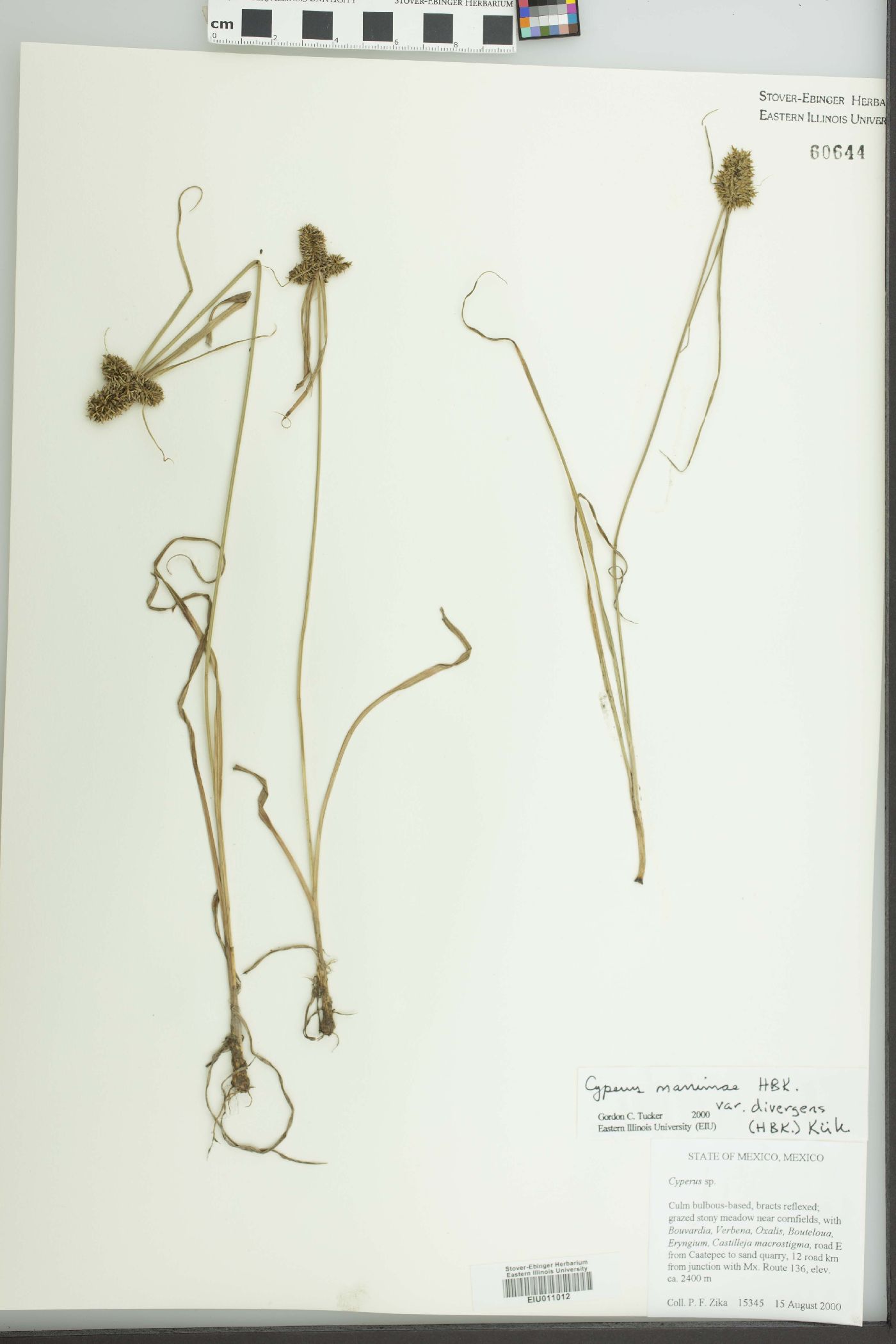 Cyperus manimae var. divergens image