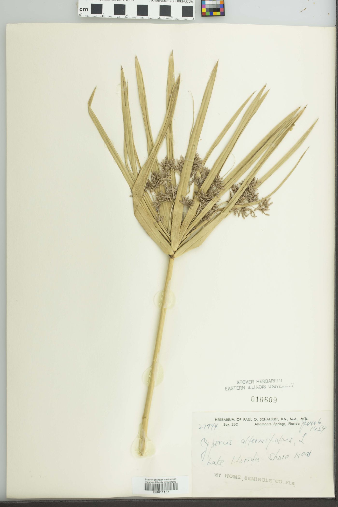 Cyperus alternifolius image